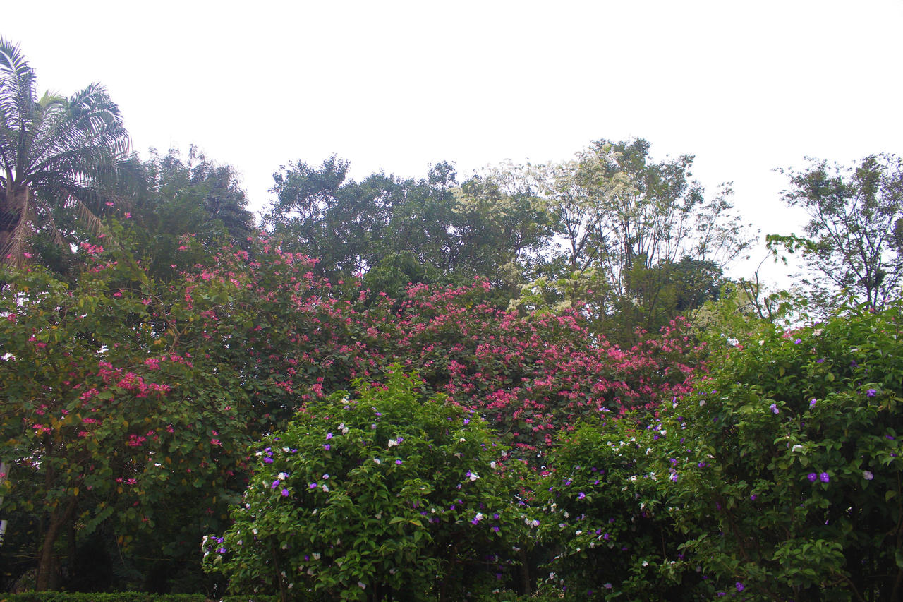 Nhiều khoảnh trời Hà Nội rạo rực màu tím hoa ban